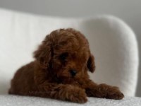 TATLIĞIN SINIRLARINI ZORLAYAN MİNİK