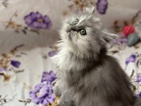 İran Chinchilla Yavrular
