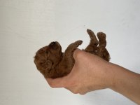 Toy poodle yavrular