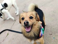 Ücretsiz Sahiplendirme Köpeğimiz