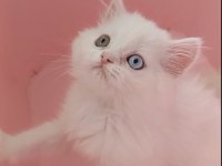 Odd Eyes British Longhair