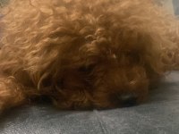 Poodle köpeği