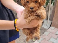 TOY POODLE YAVRULAR İZMİR