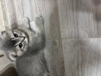 Scottish Fold Yavrularımız