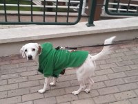 Köpeğimiz Dobby Yuvasını Arıyor
