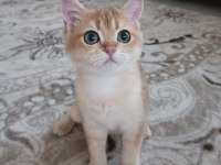 Golden cat british shorthair