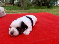 MORKİE MORKİ KÖPEĞİMİZ