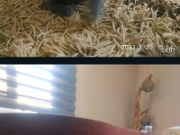 4 adet yavru british shorthair safkan