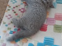 Scottish fold anne ve yavru sahiplendirilecektir