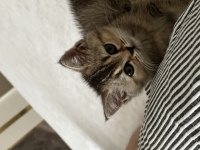 4 aylık black golden kalite british shorthair