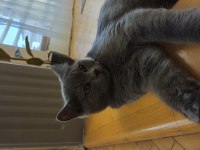 Sağlıklı british shorthair