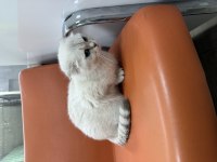 Ücretsiz Sahiplendirme Scottish Fold
