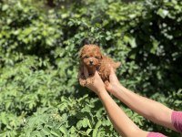 Kore Kan Aşılı Poodle Bebekler