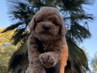 Kore Maltipoo Yavrumuz Yeni Yuvasına Hazır
