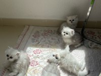 Silver dişi british longhair yavrular