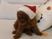 Kore kan toy poodle