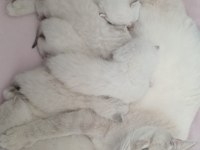 SAFKAN BRİTİSH LONGHAİR YAVRULARIMIZ