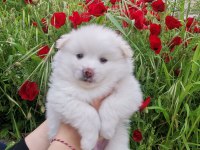 50 günlük pomeranian yavrular