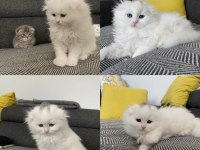 2 aylık scottish fold yavrular yeni yuvalarına gitmeye hazır