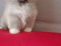 Pomeranian boo baby face