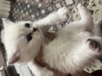 İki aylık yavru herşeyi tam british shorthair