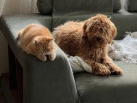 Exotic shorthair kediler