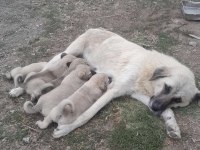 1 aylık çoban köpeği yavruları