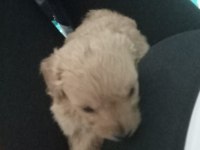 0 NUMARA MALTİPOO ERKEK YAVRU 45 GÜNLÜK ÜCRETLİ