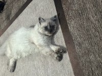 British longhair 8 aylık