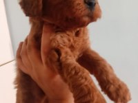 A Kalite Toy Poodle Yavrusu Tam Bir Oyuncak Ayı