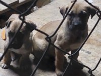 Anne cane corso baba labrador ücretsiz sahiplendirme