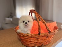 Güzel yavrularımız pomeranian boo