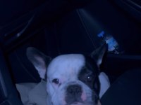 Erkek french bulldog köpeğime eş arıyorum
