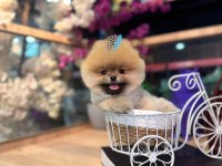 ORJİNAL AYI SURAT POMERANİNAN BOO