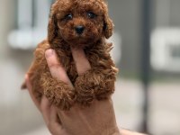 Toy poodle sağlık ve ırk garantili yavru