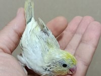 Gökkuşağı forpus papağanı