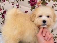 MALTİPOO PUF PUF ERKEK