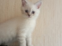 BRİTİSH SHORTHAİR YAVRULAR