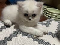 Lynx british shorthair yavrularımız