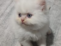 British Shorthair Yavruları