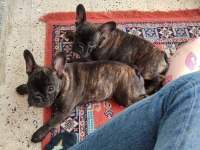 Tiger French Bulldog Yavruları