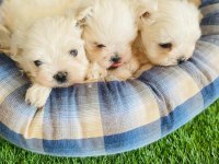 KAR BEYAZ MALTESE KÖPEĞİ