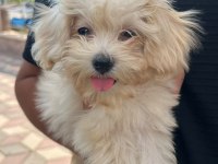 Maltipoo Yavru