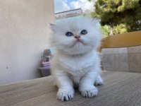 British longhair ny33 girl