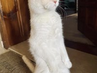 Ücretsiz Sahiplendirme Scottish Fold Kedimiz