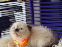 Scottish Fold Chocolate Point