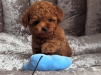 Kıpkırmızı red toy poodle sevimli yavrular