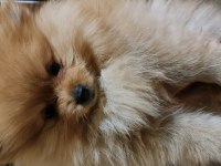 Pomeranian dişi erkek bebek