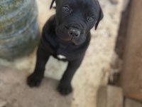 Presa canario yavruları sağlıkları yerinde