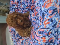 Toy poodle erkek